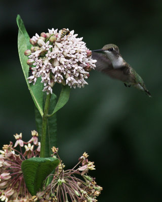 Common Milkweed  - asclepias syriaca IMGP2944.jpg