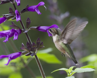 Hummingbirds and Salvias