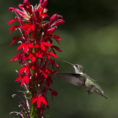 Monarda, Lobelia, Catchfly and Ruby-throated Hummingbirds