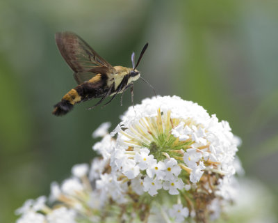 Hemaris thysbe - Hummingbird Clearwing Moth