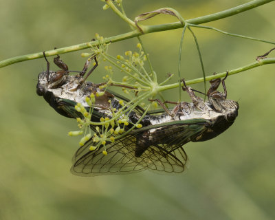 Tibicen canicularis - Dog-day Cicada
