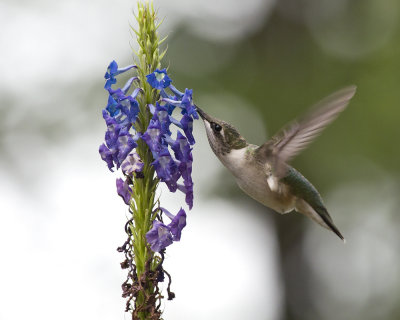 Porterweed and Hummingbirds
