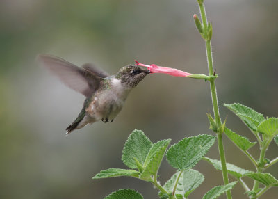 Hummingbirds and Salvias
