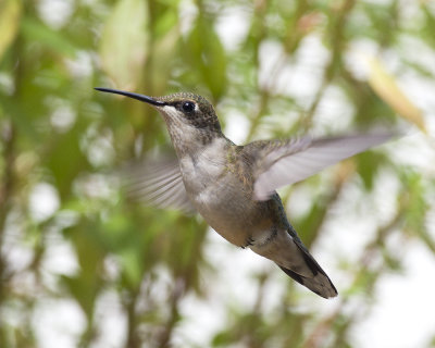 Perched and others