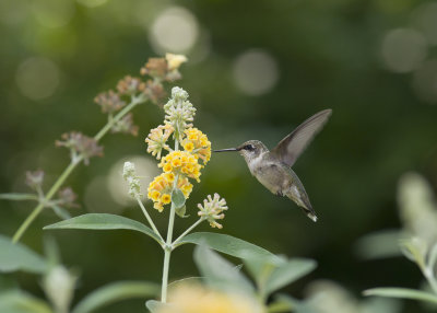 Hummingbirds and Other Blooms