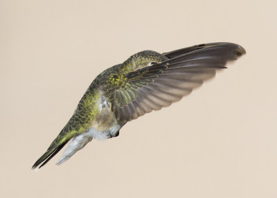 Broad-tailed Hummingbird Colorado IMGP6984a.jpg