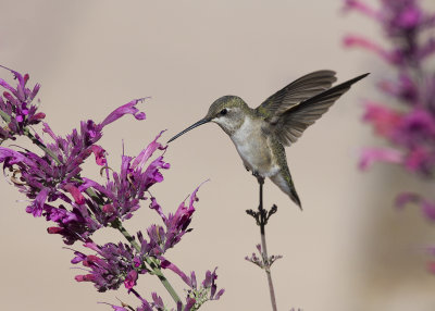 Broad-tailed Hummingbird on Agastache Colorado IMGP6968a.jpg