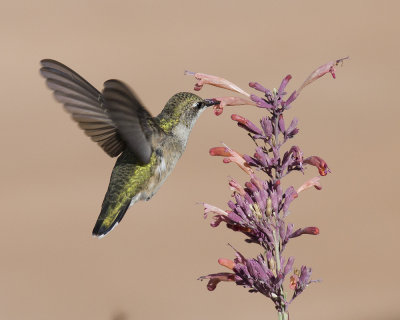 Broad-tailed Hummingbird IMGP6881.jpg