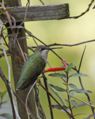 November 2013 Ruby-throated Hummingbird Middletown Ohio