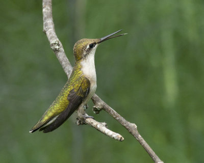 Immature female IMGP1681.jpg