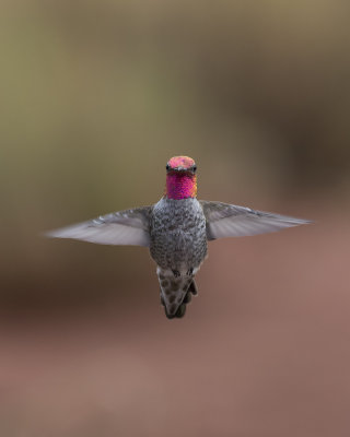 Annas Hummingbird IMGP4472.jpg