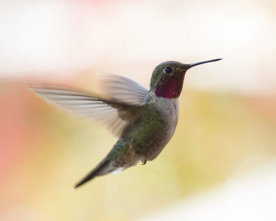 Broad-tailed Hummingbird Adult Male  IMGP4482.jpg