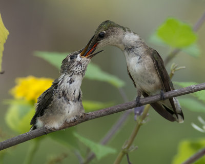 Mother feeding young.jpg