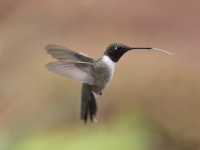 Black-chinned Hummingbird Sedona IMGP4467.jpg