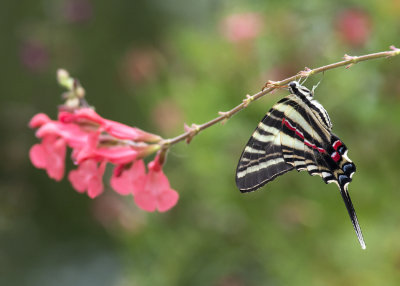Zebra Swallowtail IMGP5745.jpg