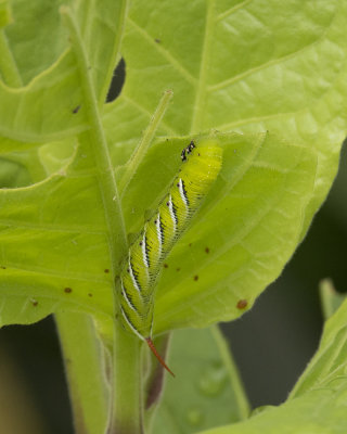 Manduca sexta - Tobacco Hornworm Caterpillar IMGP8138.jpg