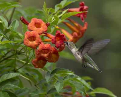 2014 Hummingbirds