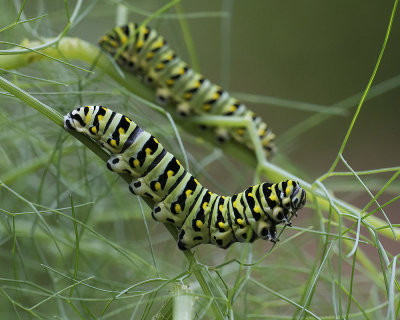 Black Swallowtail Caterpillars on fennel IMGP8428a.jpg