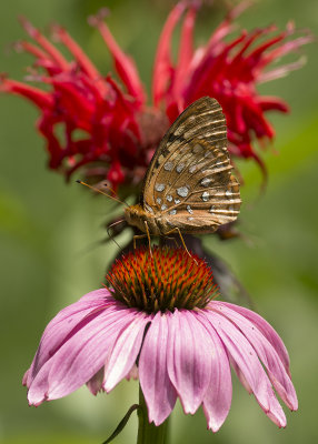 Great Spangled Fritillary IMGP9204a.jpg