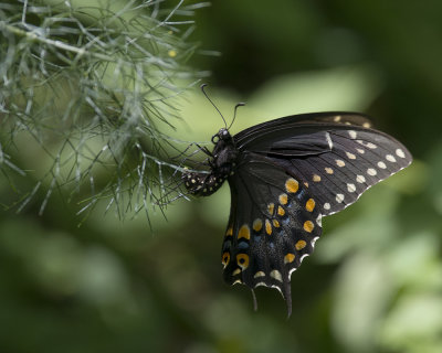 Black Swallowtail ovipositing on fennel IMGP9243a.jpg