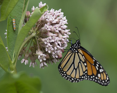 Female Monarch and an Ailanthus Webworm Moth on asclepias syriaca - common milkweed IMGP9269a.jpg
