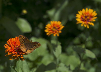 Great Spangled Fritillary IMGP9230.jpg