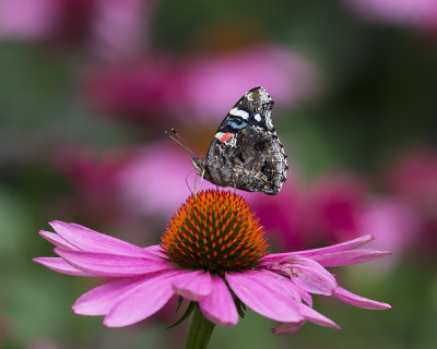 Red Admiral IMGP0311a.jpg