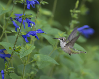 Salvia guaranitica IMGP0798a.jpg