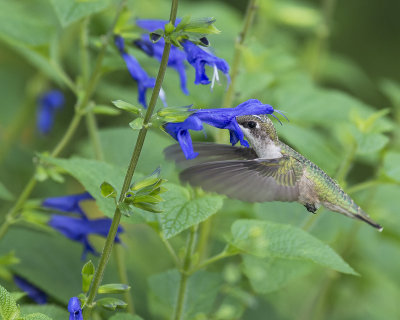 Salvia guaranitica IMGP0795a.jpg