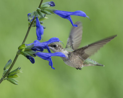 Salvia guaranitica IMGP0749a.jpg