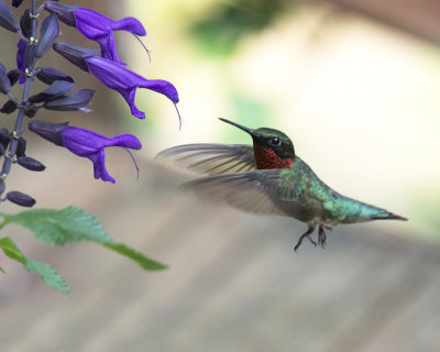 Hummingbirds and Salvias