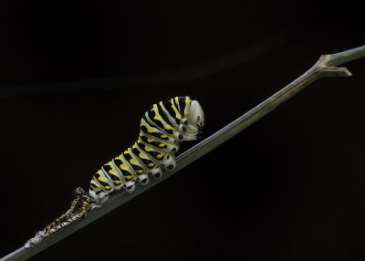 Black swallowtail caterpillar IMGP3478a.jpg