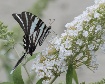 Zebra Swallowtail on White Profusion Butterfly Bush IMGP4677a.jpg