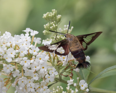 Hummingbird clearwing moth IMGP5048a.jpg