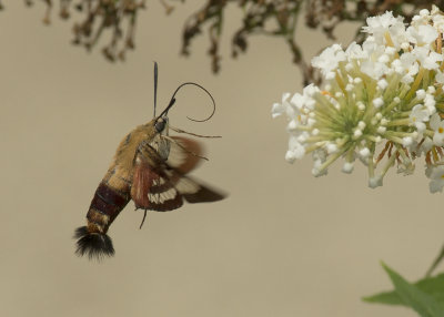 Hummingbird Clearwing Moth IMGP4998a.jpg
