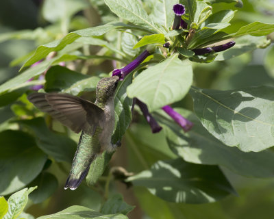 Iochroma cyanea Royal Queen Purple IMGP5719a.jpg