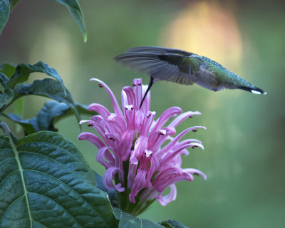 2015 Hummingbirds and Shrimp Plants