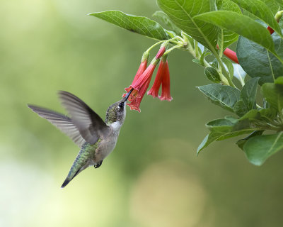 2015 Hummingbirds