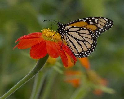 Monarch on tithonia IMGP8182a.jpg