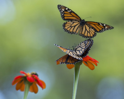 Monarchs mating IMGP8552a.jpg