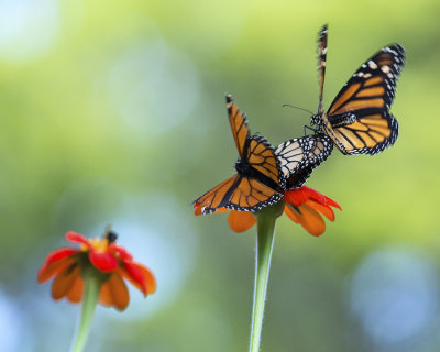 Mating Monarchs IMGP8566a.jpg