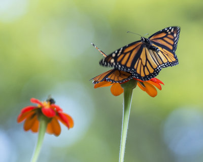 Mating Monarchs IMGP8559a.jpg