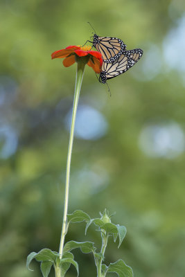 Mating Monarchs IMGP8598a.jpg
