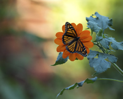 Monarch on tithonia IMGP9487a.jpg