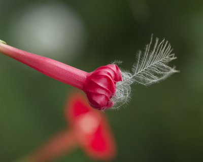 Feather in cardinal vine bloom IMGP0824a.jpg