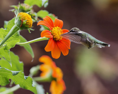 Tithonia and hummingbird IMGP0974a.jpg