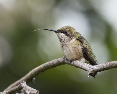 Hummingbird tongue IMGP0848a.jpg