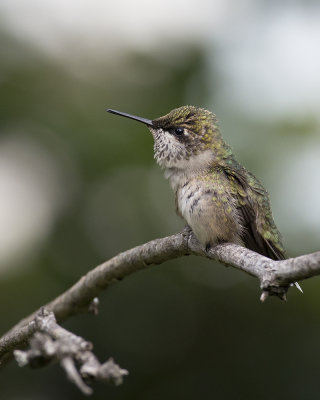 Hummingbird stretch IMGP0856a.jpg