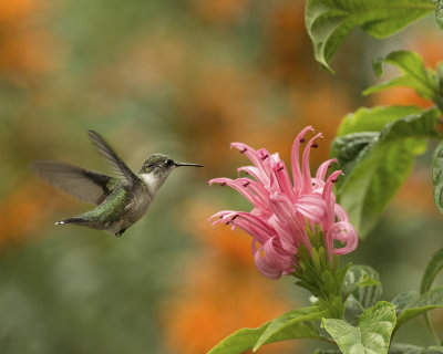 2015 Hummingbirds and Shrimp Plants