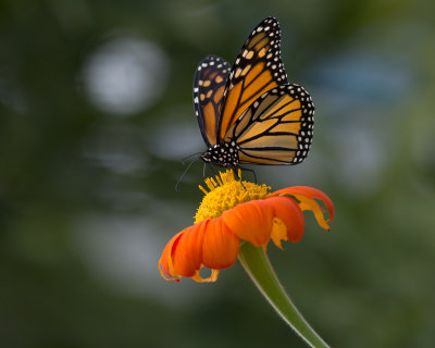 Monarch on tithonia IMGP1856a.jpg